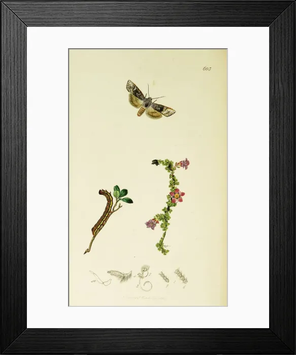 Framed Print : Curtis British Entomology Plate 683 Framed Print : Curtis British Entomology Plate 683