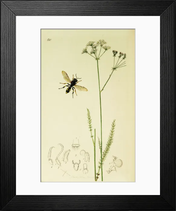Framed Print : Curtis British Entomology Plate 680 Framed Print : Curtis British Entomology Plate 680