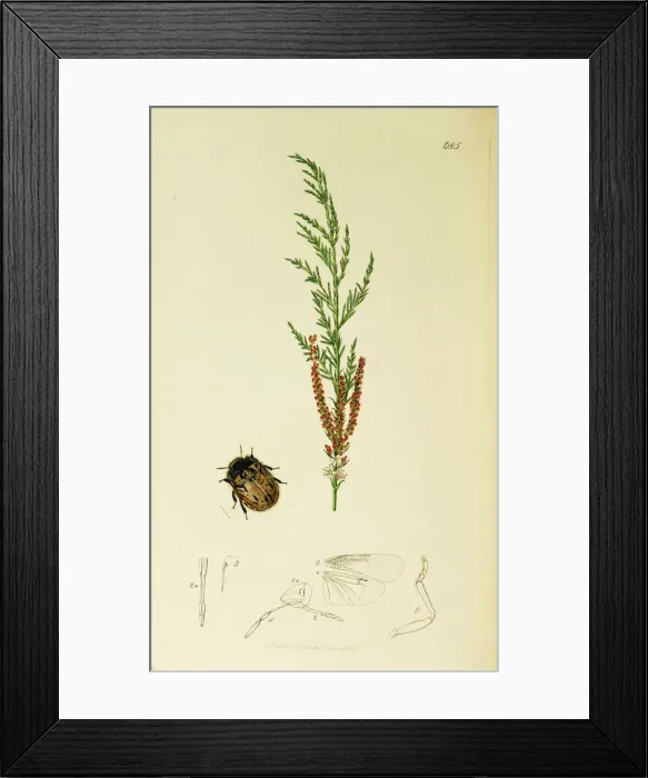 Framed Print : Curtis British Entomology Plate 685 Framed Print : Curtis British Entomology Plate 685