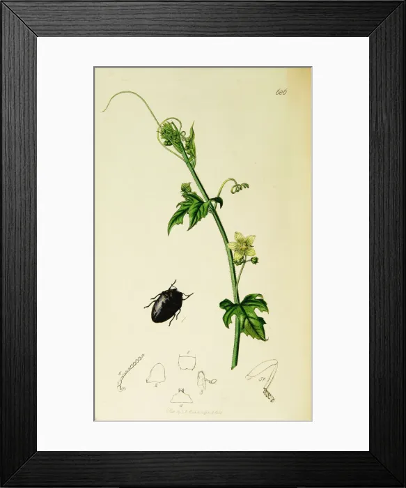 Framed Print : Curtis British Entomology Plate 686 Framed Print : Curtis British Entomology Plate 686