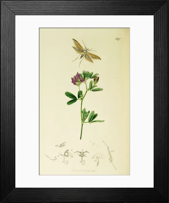 Framed Print : Curtis British Entomology Plate 687 Framed Print : Curtis British Entomology Plate 687