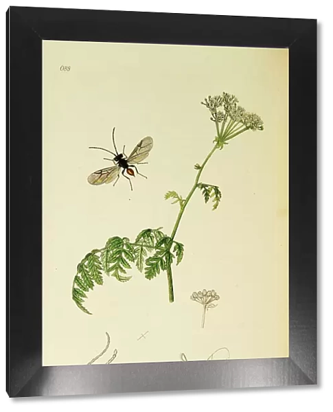 Curtis British Entomology Plate 688