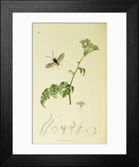 Framed Print : Curtis British Entomology Plate 688 Framed Print : Curtis British Entomology Plate 688