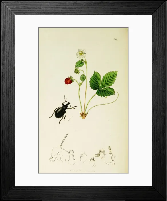 Framed Print : Curtis British Entomology Plate 690 Framed Print : Curtis British Entomology Plate 690