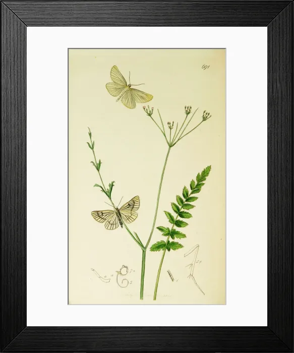 Framed Print : Curtis British Entomology Plate 691