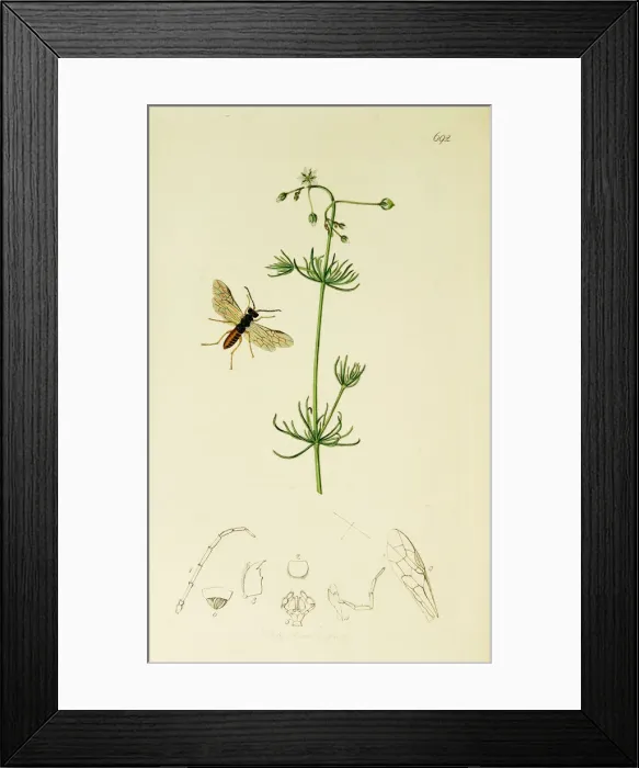 Framed Print : Curtis British Entomology Plate 692 Framed Print : Curtis British Entomology Plate 692