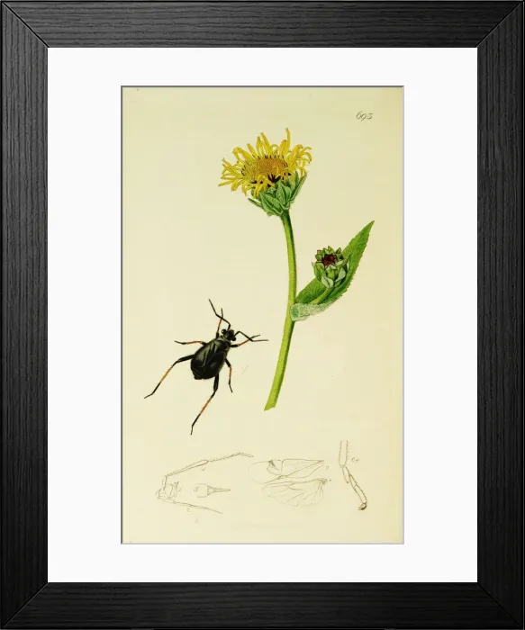 Framed Print : Curtis British Entomology Plate 693 Framed Print : Curtis British Entomology Plate 693
