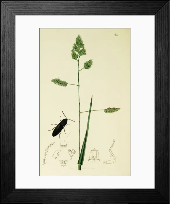 Framed Print : Curtis British Entomology Plate 694 Framed Print : Curtis British Entomology Plate 694