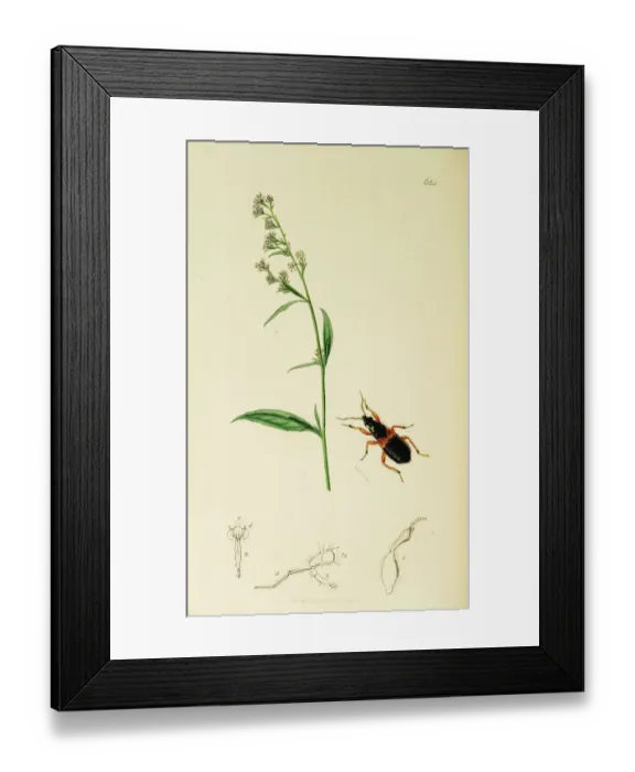 Framed Print : Curtis British Entomology Plate 684 Framed Print : Curtis British Entomology Plate 684