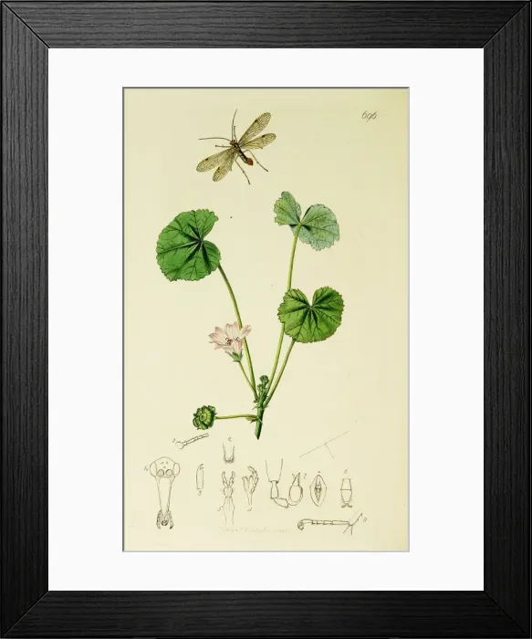 Framed Print : Curtis British Entomology Plate 696 Framed Print : Curtis British Entomology Plate 696
