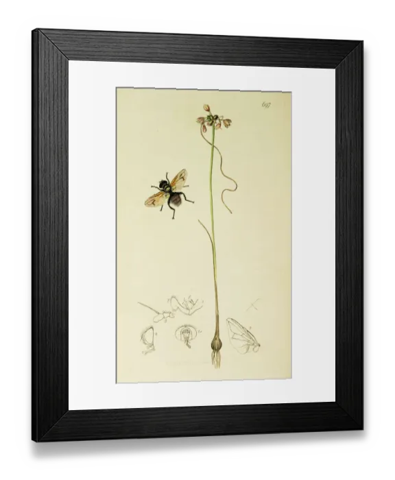 Framed Print : Curtis British Entomology Plate 697 Framed Print : Curtis British Entomology Plate 697