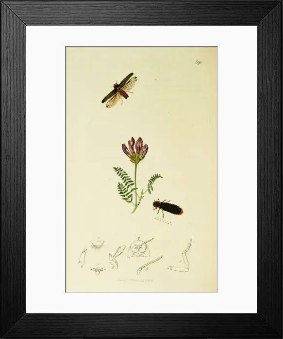 Framed Print : Curtis British Entomology Plate 698 Framed Print : Curtis British Entomology Plate 698
