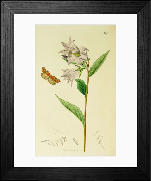 Framed Print : Curtis British Entomology Plate 699 Framed Print : Curtis British Entomology Plate 699