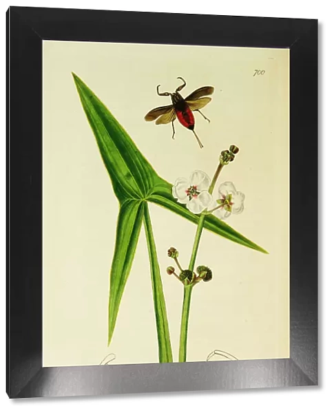 Curtis British Entomology Plate 700