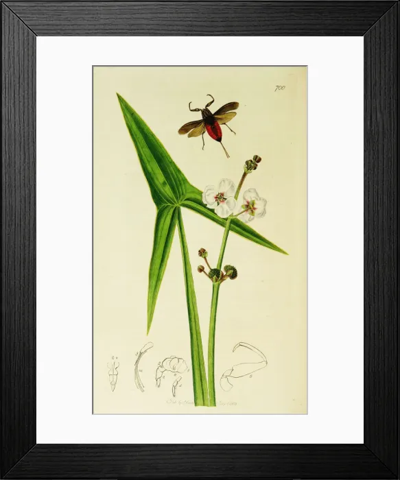 Framed Print : Curtis British Entomology Plate 700 Framed Print : Curtis British Entomology Plate 700