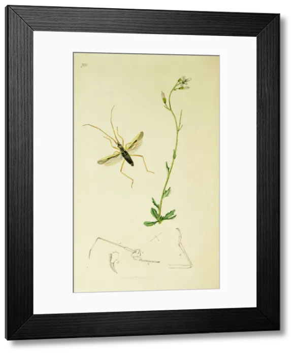 Framed Print : Curtis British Entomology Plate 701