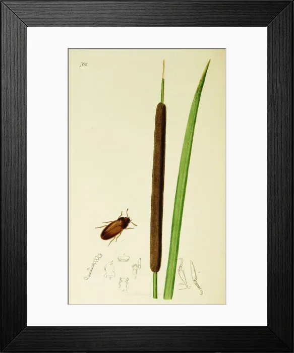 Framed Print : Curtis British Entomology Plate 702 Framed Print : Curtis British Entomology Plate 702