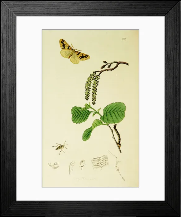 Framed Print : Curtis British Entomology Plate 703 Framed Print : Curtis British Entomology Plate 703