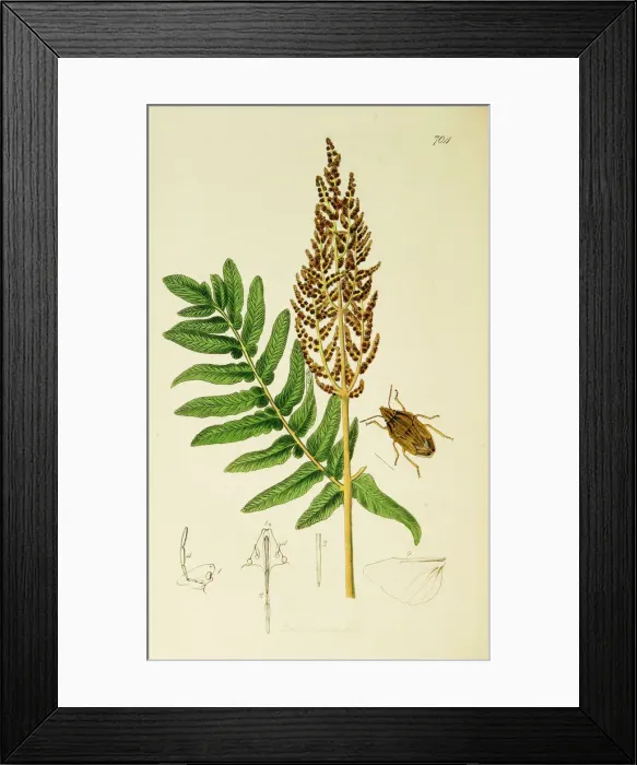 Framed Print : Curtis British Entomology Plate 704 Framed Print : Curtis British Entomology Plate 704