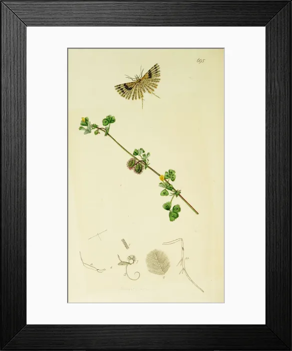 Framed Print : Curtis British Entomology Plate 695 Framed Print : Curtis British Entomology Plate 695