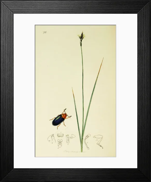 Framed Print : Curtis British Entomology Plate 706 Framed Print : Curtis British Entomology Plate 706