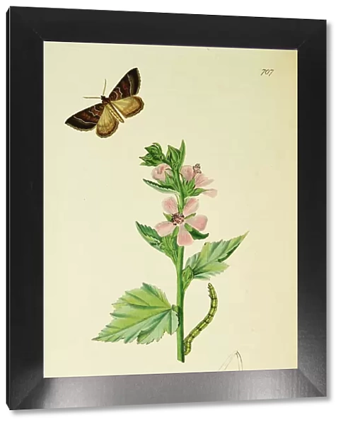 Curtis British Entomology Plate 707