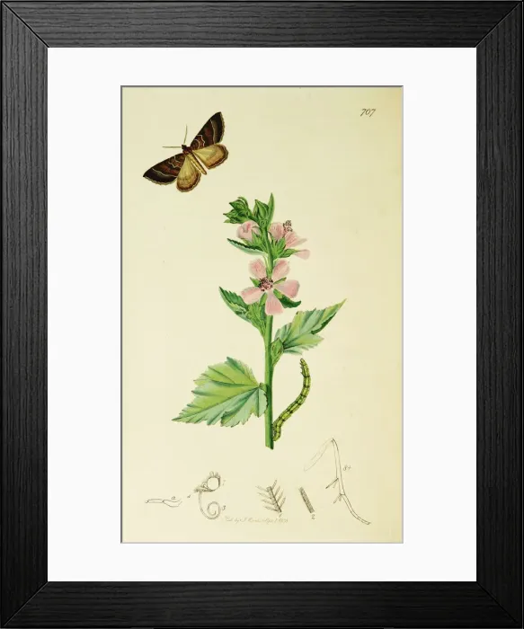 Framed Print : Curtis British Entomology Plate 707