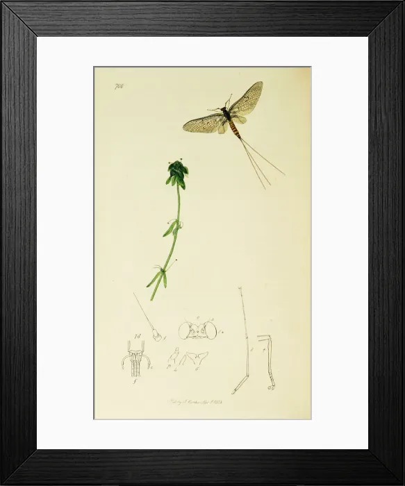 Framed Print : Curtis British Entomology Plate 708 Framed Print : Curtis British Entomology Plate 708