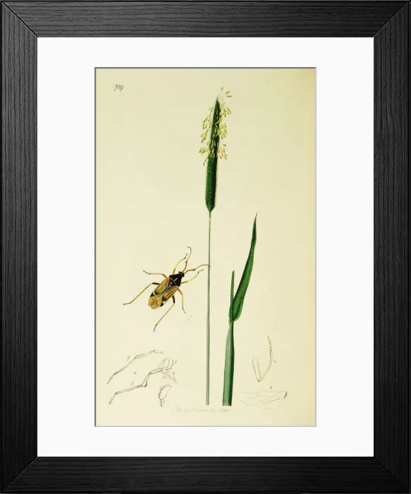 Framed Print : Curtis British Entomology Plate 709 Framed Print : Curtis British Entomology Plate 709