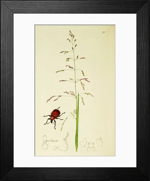 Framed Print : Curtis British Entomology Plate 710 Framed Print : Curtis British Entomology Plate 710