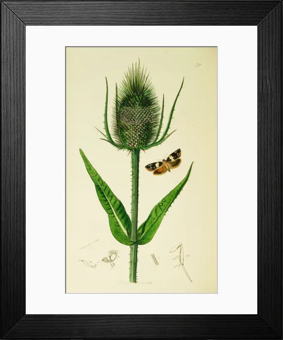 Framed Print : Curtis British Entomology Plate 711 Framed Print : Curtis British Entomology Plate 711
