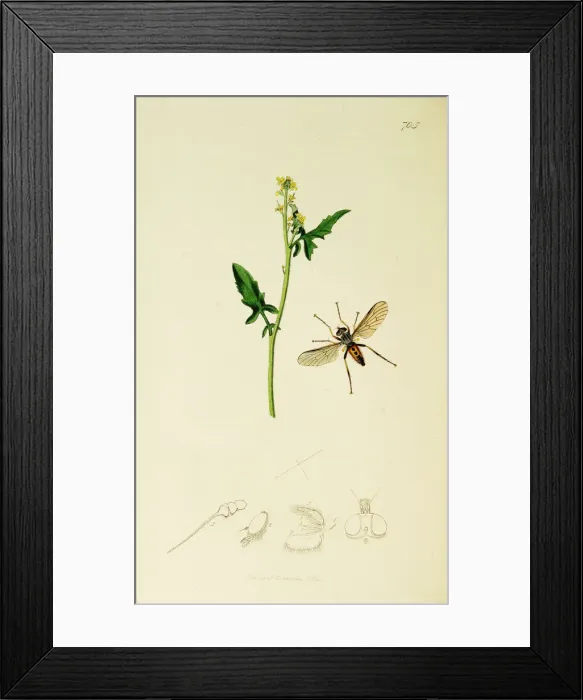 Framed Print : Curtis British Entomology Plate 705 Framed Print : Curtis British Entomology Plate 705