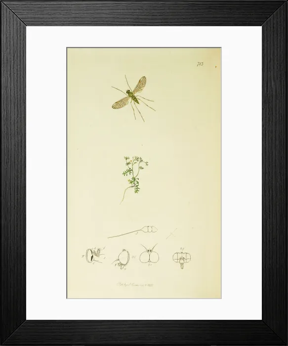Framed Print : Curtis British Entomology Plate 713 Framed Print : Curtis British Entomology Plate 713