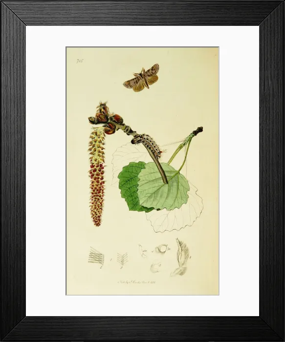 Framed Print : Curtis British Entomology Plate 715 Framed Print : Curtis British Entomology Plate 715