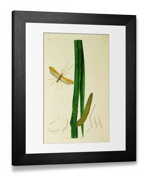 Framed Print : Curtis British Entomology Plate 716 Framed Print : Curtis British Entomology Plate 716