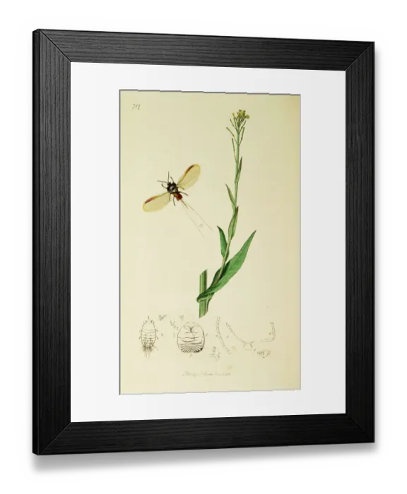 Framed Print : Curtis British Entomology Plate 717