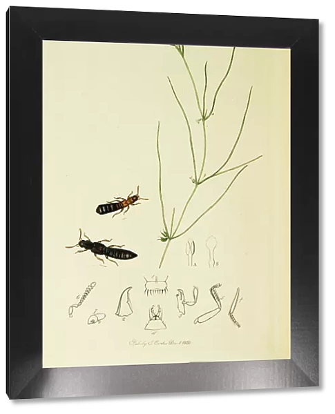 Curtis British Entomology Plate 718