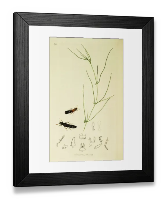Framed Print : Curtis British Entomology Plate 718 Framed Print : Curtis British Entomology Plate 718