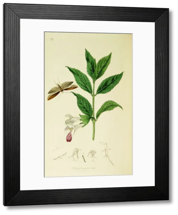 Framed Print : Curtis British Entomology Plate 719 Framed Print : Curtis British Entomology Plate 719