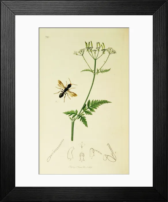 Framed Print : Curtis British Entomology Plate 720 Framed Print : Curtis British Entomology Plate 720