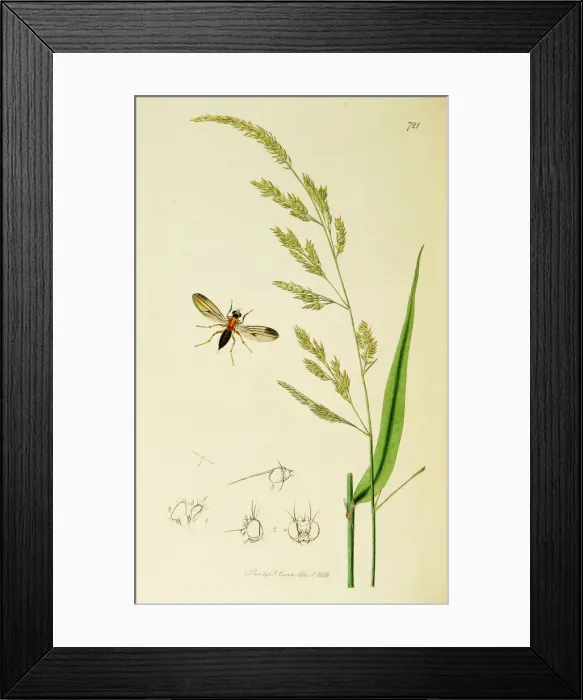 Framed Print : Curtis British Entomology Plate 721 Framed Print : Curtis British Entomology Plate 721