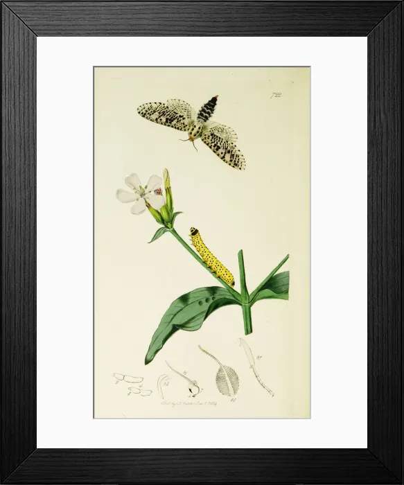 Framed Print : Curtis British Entomology Plate 722 Framed Print : Curtis British Entomology Plate 722