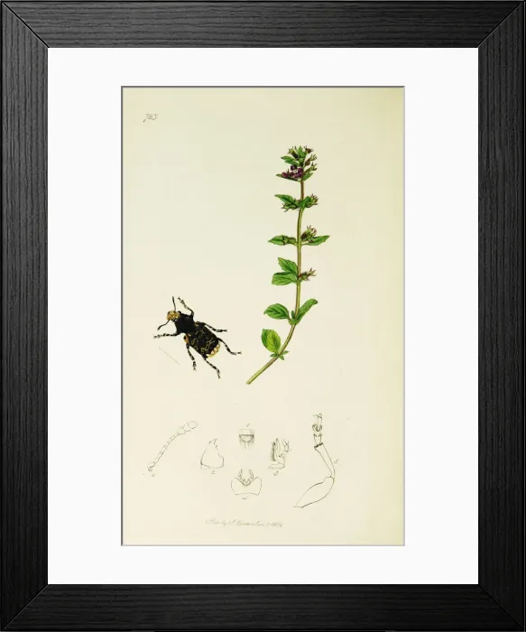 Framed Print : Curtis British Entomology Plate 723 Framed Print : Curtis British Entomology Plate 723