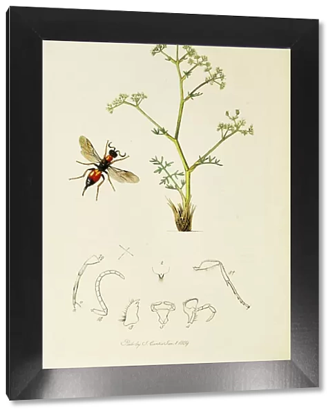 Curtis British Entomology Plate 724