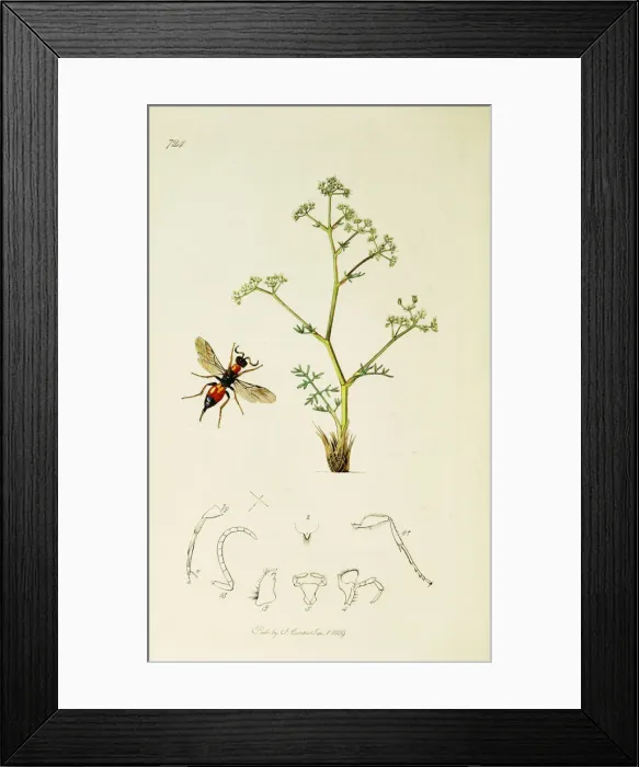 Framed Print : Curtis British Entomology Plate 724 Framed Print : Curtis British Entomology Plate 724