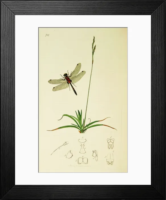 Framed Print : Curtis British Entomology Plate 712 Framed Print : Curtis British Entomology Plate 712