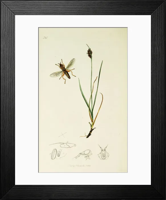 Framed Print : Curtis British Entomology Plate 725 Framed Print : Curtis British Entomology Plate 725