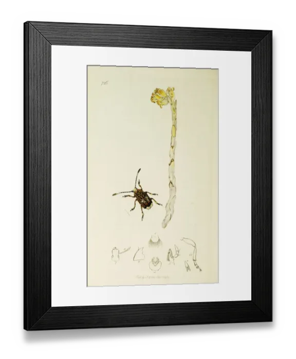 Framed Print : Curtis British Entomology Plate 726 Framed Print : Curtis British Entomology Plate 726