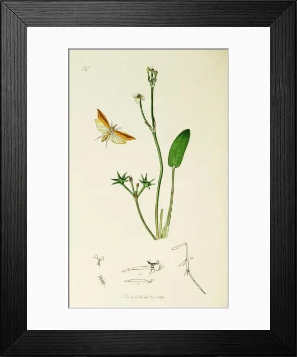 Framed Print : Curtis British Entomology Plate 727 Framed Print : Curtis British Entomology Plate 727