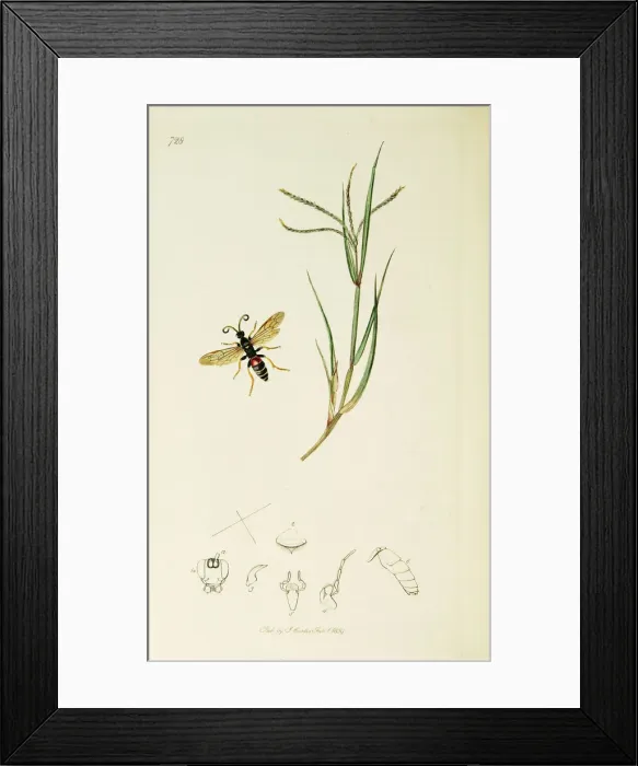 Framed Print : Curtis British Entomology Plate 728 Framed Print : Curtis British Entomology Plate 728